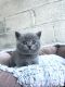 British Shorthair Cats for sale in Los Angeles, California. price: $1,900