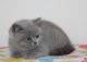 British Shorthair Cats for sale in Bakersfield, CA, USA. price: NA