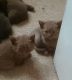 British Shorthair Cats for sale in Coral Springs, FL, USA. price: NA