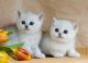 British Shorthair Cats for sale in New York, NY, USA. price: NA
