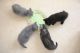 British Shorthair Cats for sale in Downey, CA, USA. price: NA