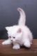 British Shorthair Cats for sale in Ellwood City, PA 16117, USA. price: NA