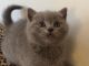 British Shorthair Cats for sale in New York, NY, USA. price: NA