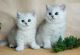 British Shorthair Cats for sale in Las Vegas, NV, USA. price: NA