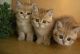 British Shorthair Cats for sale in Bobtown, PA, USA. price: NA