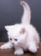 British Shorthair Cats for sale in West Sunbury, PA 16061, USA. price: NA