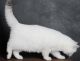 British Shorthair Cats for sale in Ocean City, MD, USA. price: $750