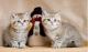 British Shorthair Cats for sale in Bowman, SC 29018, USA. price: NA