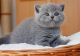 British Shorthair Cats for sale in Beaumont, TX, USA. price: NA