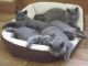 British Shorthair Cats for sale in Philadelphia, PA, USA. price: $750