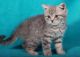 British Shorthair Cats for sale in Lafayette, LA, USA. price: $300
