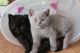 British Shorthair Cats for sale in Birmingham, AL, USA. price: NA