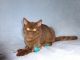 British Shorthair Cats for sale in Seattle, WA, USA. price: $1,200