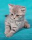 British Shorthair Cats for sale in Albuquerque, NM, USA. price: NA