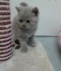 British Shorthair Cats for sale in West Jordan, UT, USA. price: NA