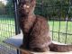 British Shorthair Cats for sale in Washington, DC, USA. price: $850