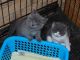 British Shorthair Cats for sale in Pittsburgh, PA, USA. price: $400