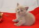 British Shorthair Cats for sale in Alabaster, AL, USA. price: NA