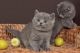 British Shorthair Cats for sale in Baltimore, MD, USA. price: $500