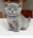 British Shorthair Cats for sale in Anchorage, AK, USA. price: NA