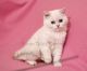 British Shorthair Cats for sale in Washington, DC, USA. price: $1,500