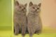 British Shorthair Cats for sale in Roseville, CA, USA. price: NA