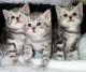 British Shorthair Cats for sale in Lexington, KY, USA. price: $500