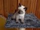 British Shorthair Cats for sale in Colorado Springs, CO, USA. price: NA