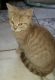 British Shorthair Cats for sale in Chesapeake, VA, USA. price: NA