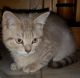 British Shorthair Cats for sale in Chesapeake, VA, USA. price: NA