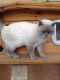 British Shorthair Cats for sale in Indianapolis, IN, USA. price: NA