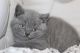 British Shorthair Cats for sale in Jersey City, NJ, USA. price: NA