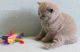 British Shorthair Cats for sale in Bellevue, KY, USA. price: NA