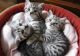 British Shorthair Cats for sale in Pittsburgh, PA, USA. price: $200
