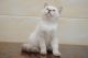 British Shorthair Cats for sale in Acadia Valley, AB T0J, Canada. price: $500