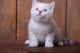 British Shorthair Cats for sale in Washington, DC, USA. price: $400