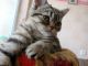 British Shorthair Cats for sale in Ontario, CA, USA. price: $300