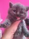 British Shorthair Cats for sale in Ontario, CA, USA. price: $300