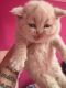 British Shorthair Cats for sale in Ontario, CA, USA. price: NA