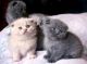 British Shorthair Cats for sale in Berkeley, CA, USA. price: NA