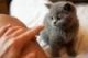 British Shorthair Cats for sale in Waco, TX, USA. price: NA