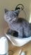 British Shorthair Cats for sale in Berkeley, CA, USA. price: NA