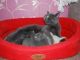 British Shorthair Cats for sale in Lynn, MA, USA. price: NA