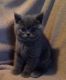 British Shorthair Cats for sale in Delvinë District, Albania. price: NA