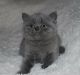 British Shorthair Cats for sale in 85221 Dachau, Germany. price: NA