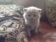 British Shorthair Cats for sale in 85221 Dachau, Germany. price: NA