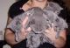 British Shorthair Cats for sale in Arlington, TX, USA. price: NA