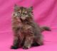 British Shorthair Cats for sale in Austin, TX, USA. price: NA