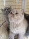 British Shorthair Cats for sale in Austin, TX, USA. price: NA