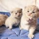 British Shorthair Cats for sale in Bridgeport, WA 98813, USA. price: NA